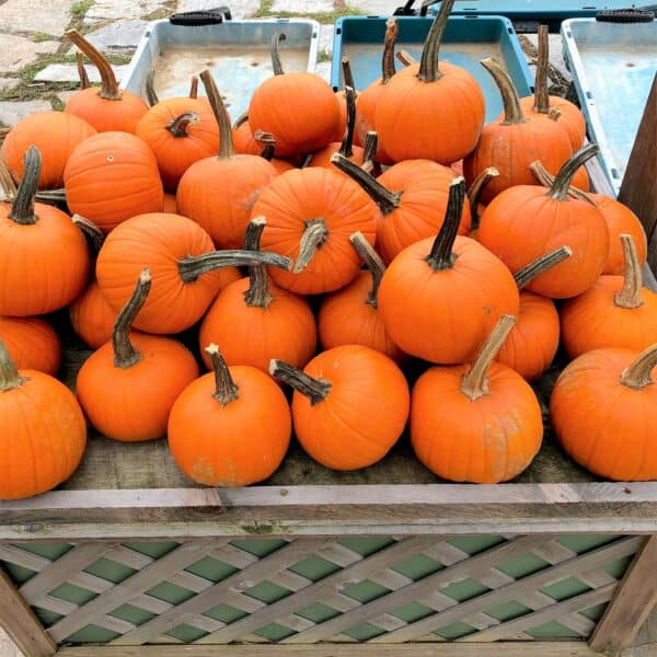 Baby's First Halloween Pumpkin Patch