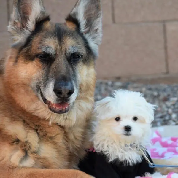 introduce dogs to baby large dog small dog