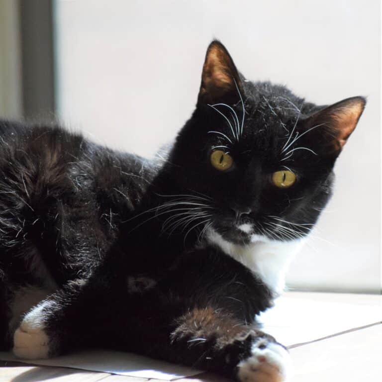 Can Pregnant Women Be Around Cats? [With 11 Safety Tips]