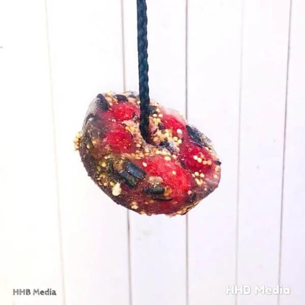 frozen sun catcher bird feeder