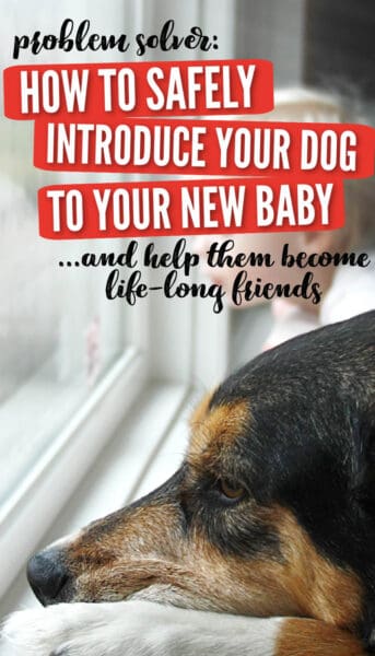 introduce new baby to your dog