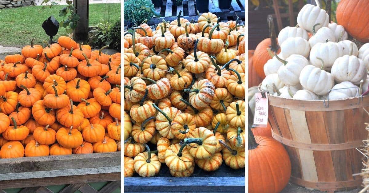 fall baby announcement in the fall pumpkin patch