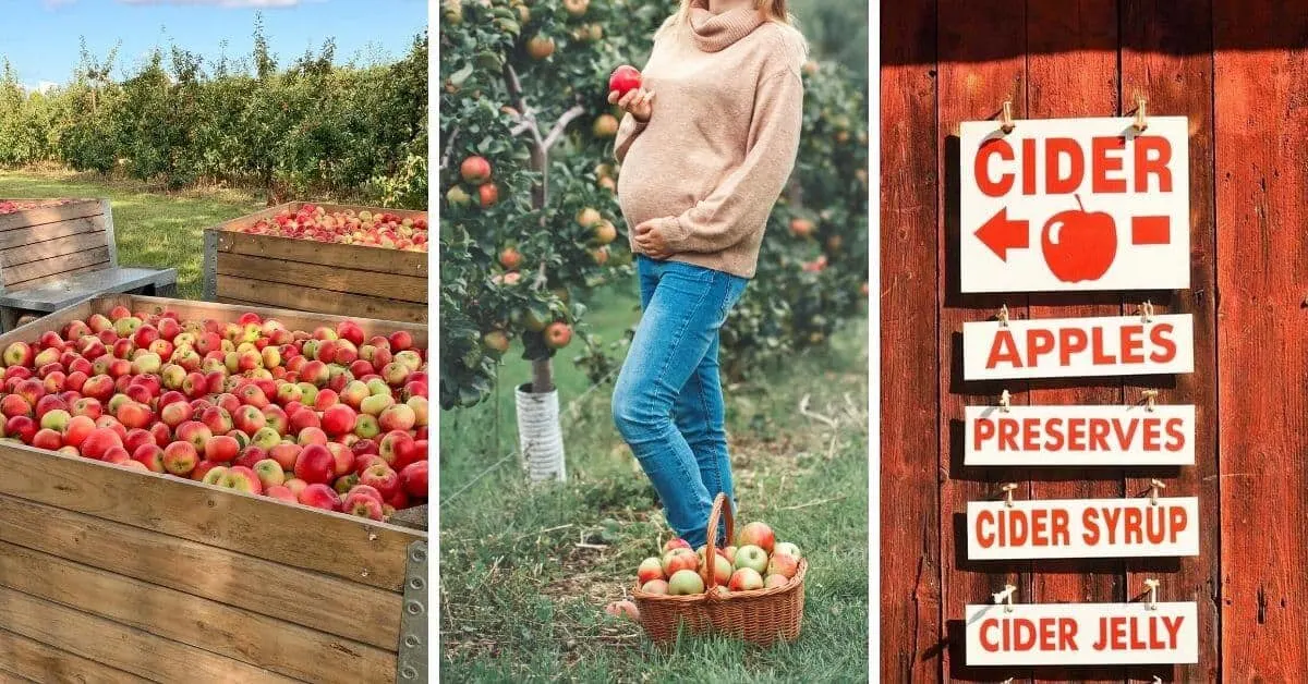 pregnant in the fall - apple picking