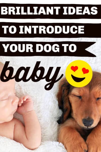 introduce dog and baby