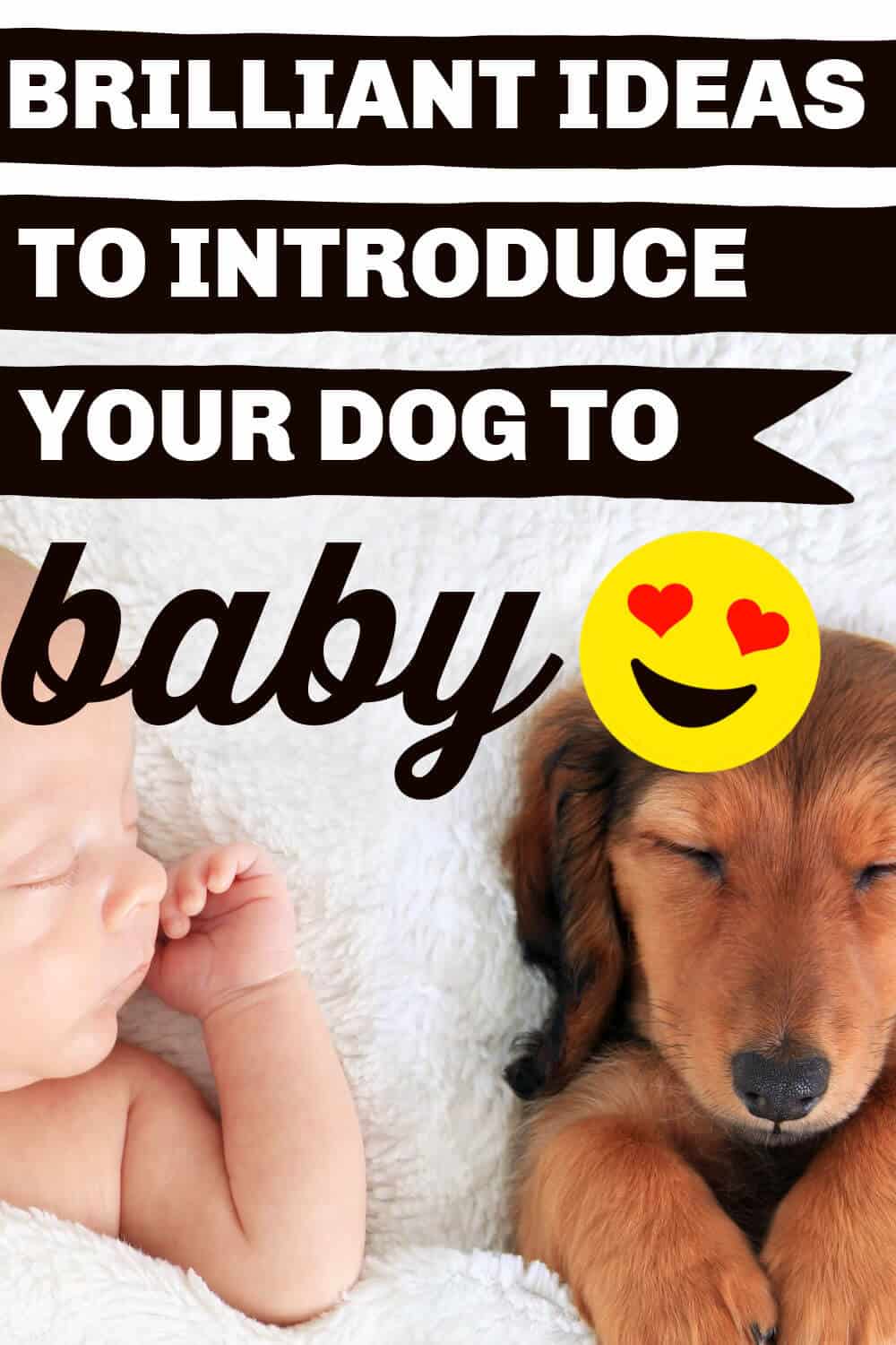View of How To Introduce Your Dog To A New Baby
