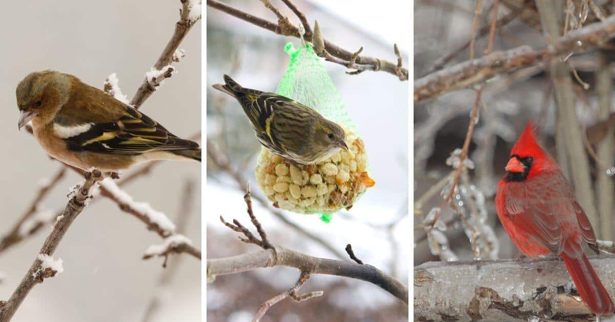 birds in winter-frozen suncatcher bird feeders