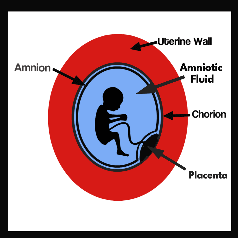 anatomy of early intrauterine pregnancy