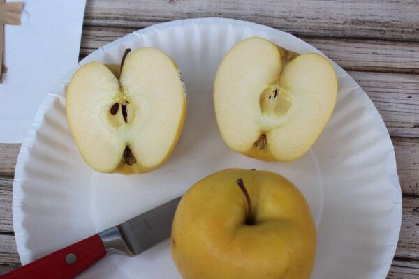 apple stamp painting for toddlers