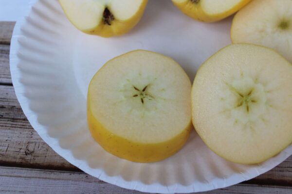 apple stamp painting for toddlers