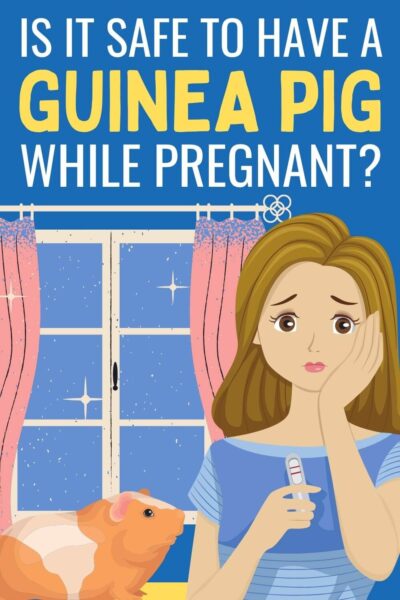 Is it safe to have a guinea pig while pregnant?