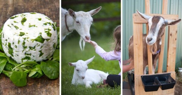 Can I Eat Goat Cheese While Pregnant?