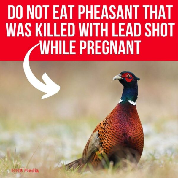pheasant in field -can I eat wild game while pregnant
