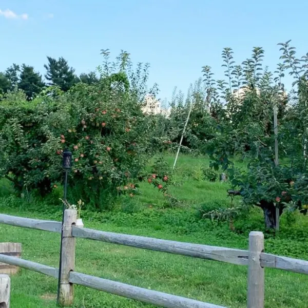 apple orchard