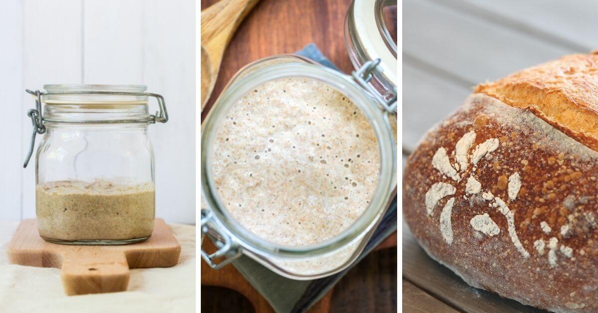 sourdough starter and bread