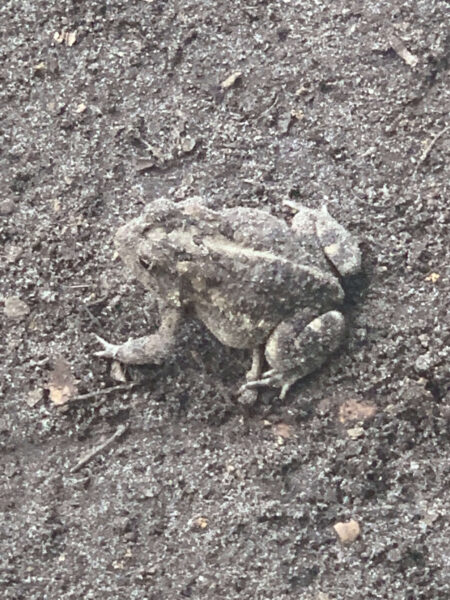Grey toad in mud