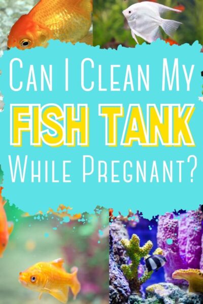 Can I clean my fish tank while pregnant?