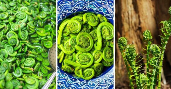 Can you eat fiddleheads while pregnant?